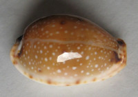 Cypraea gangranosa f. annosa  (Dillwyn, 1817)